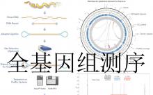 細菌基因組測序